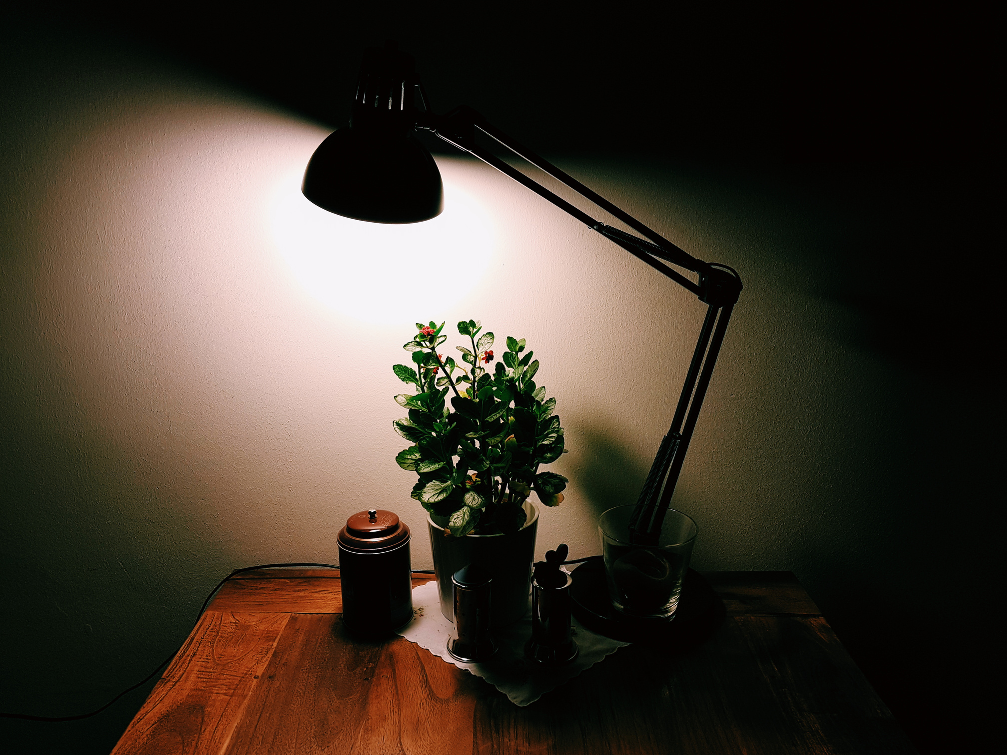 Turned-on Desk Lamp over Potted Plant